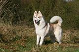 SIBERIAN HUSKY 785